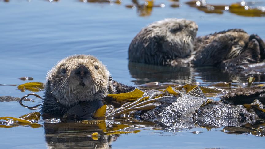 Zwei Otter treiben nebeneinander an der Wasseroberfläche durch Algen.