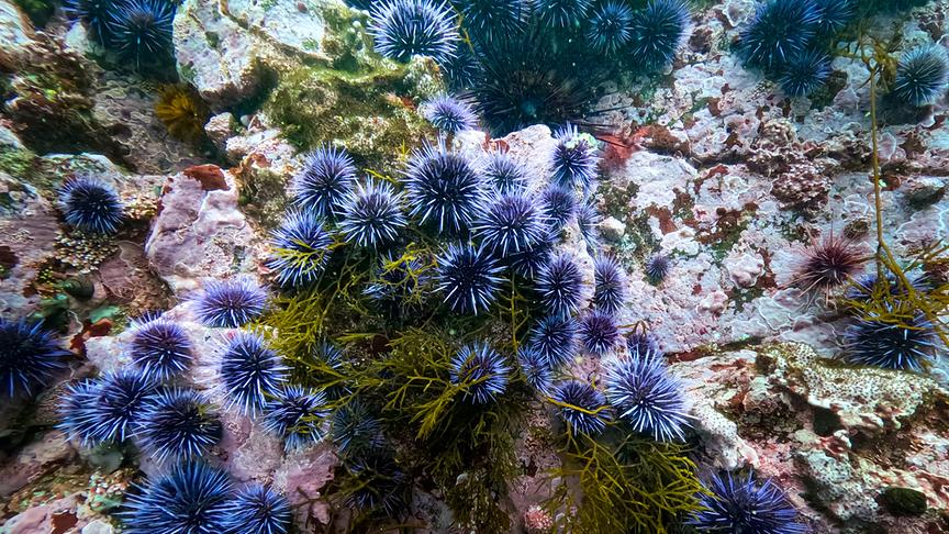 © Foto: ORF/Längengrad Filmproduktion/Hendrik Schmitt Eine große Gruppe violetter Seeigel hat sich am Meeresboden angesammelt.
