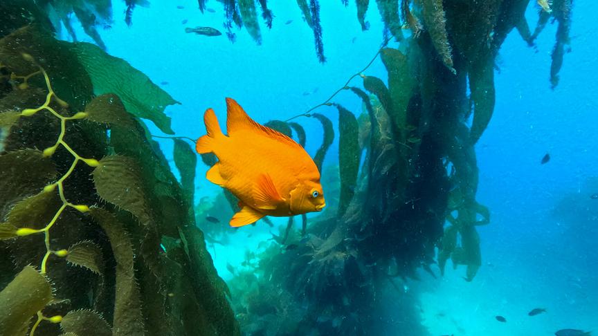 Ein helloranger Fisch schwimmt durch die Algenstränge.