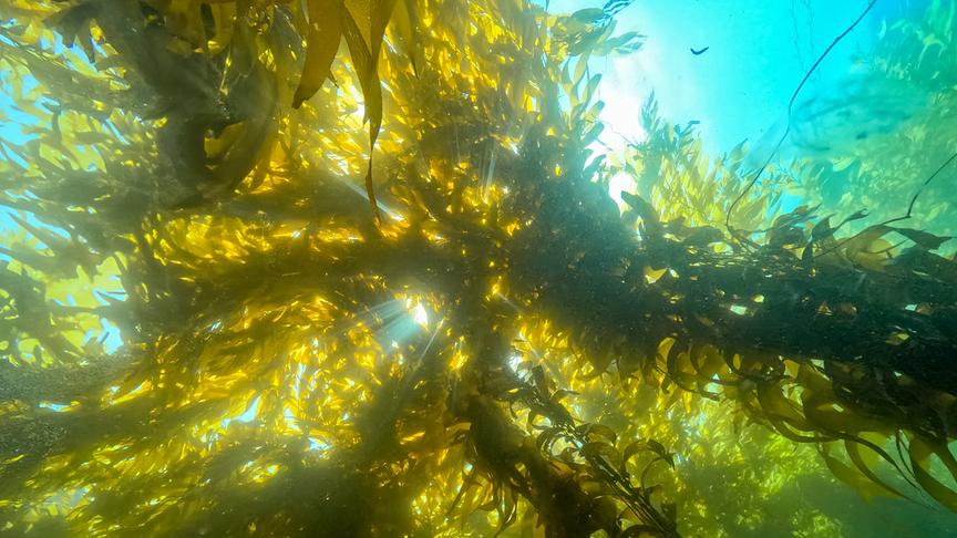 Algenstränge wachsen im Wasser der Hellifkeit entgegen.