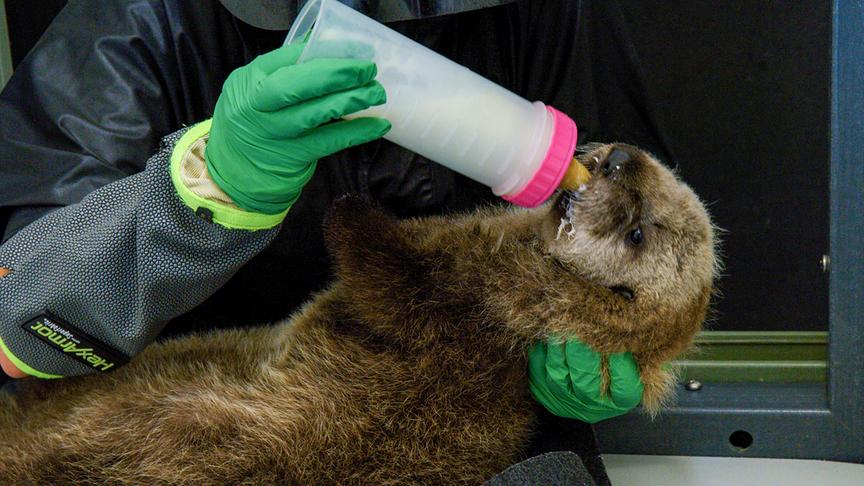 Ein Seeotter wird von einer Person mit einer Saugflasche gefüttert. 