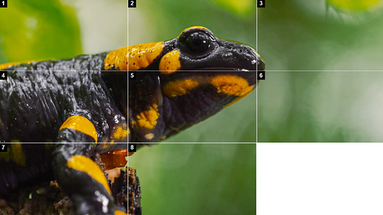 Nahaufnahme eines Feuersalamanders vor verschwommenem grünen Hintergrund. Das Bild ist in neun Raster geteilt, die jeweils eine kleine Zahl im linken, oberen Eck ausweisen. Ein Raster ist komplett weiß.