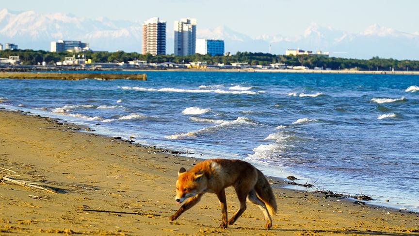 Ein Fuchs am Strand. Im Hintergrund, auf der anderen Seite der Bucht, mehrere hohe Gebäude und ein verschneites Bergpanorama.