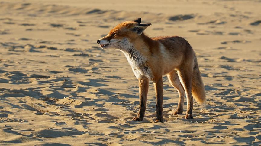 Ein Fuchs am Strand im Sand.