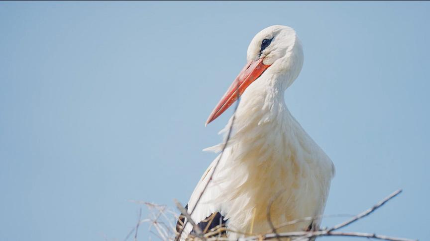 Storch im Storchennest vor blauem Himmel.