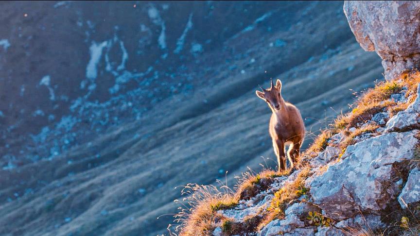 Ein Steinbock steht auf einem felsigen Berghang und blickt mit schief gelegtem Kopf in die Kamera. Die Szene wird von warmen Licht bestrahlt.