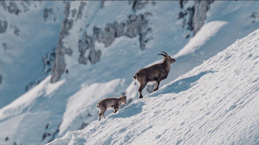 Ein Steinbock mit Jungtier auf dem Weg bergauf auf einen verschneiten Berghang. Im Hintergrund sind steil abfallende, ebenfalls verschneite Felsenhänge.