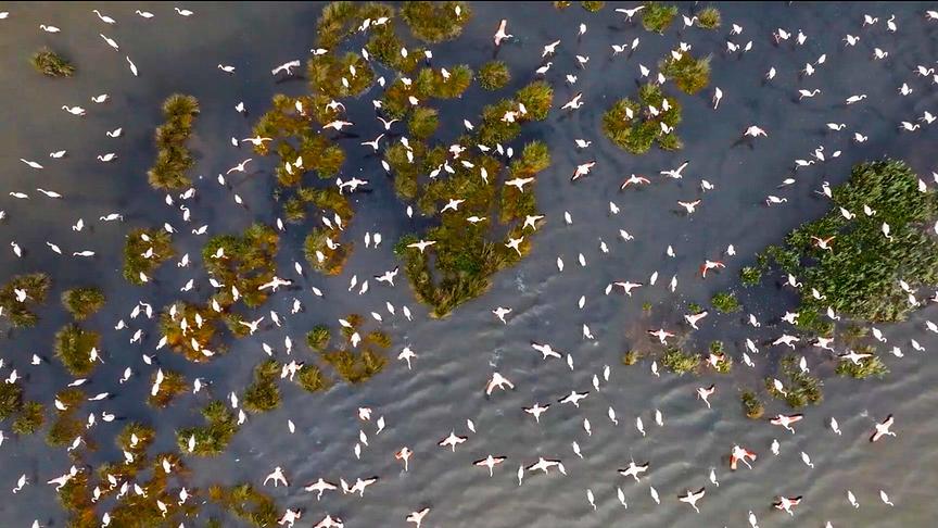 Mehrere Flamingos fliegen über eine Gewässerlandschaft bzw. stehen im Wasser. Das Bild wurde von oben aufgenommen und zeigt die große Anzahl an Vögeln, die sich am Himmel verteilen und im Wasser stehen.