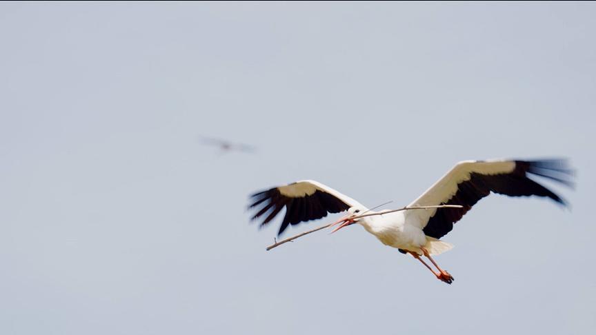 Ein Storch fliegt mit einem langen Ast im Schnabel. Im Hintergrund ist verschwommen ein weiterer Vogel am blau-grauen Himmel zu sehen.