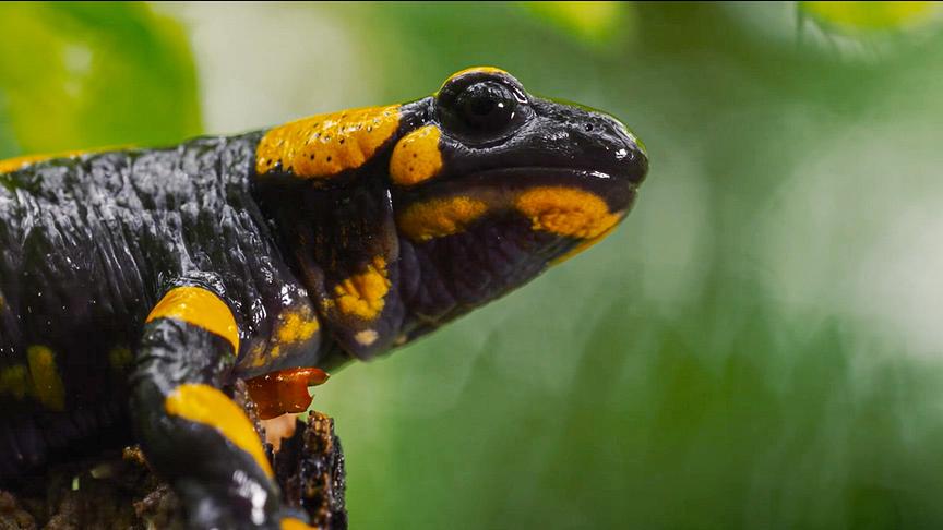 Nahaufnahme eines schwarz-gelben Feuersalamanders vor verschwommenem grünen Hintergrund.
