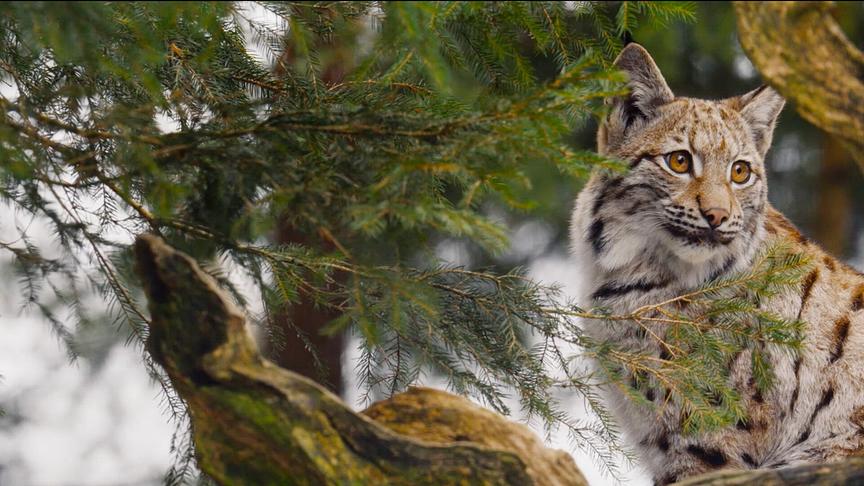 Ein Luchs sitzt zwischen Bäumen im Schnee. 