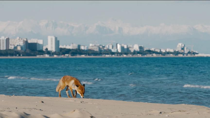 Ein Fuchs am Strand. Im Hintergrund auf der anderen Seite der Bucht, eine Skyline mit hohen Häusern und in der Ferne ein Bergpanorama.