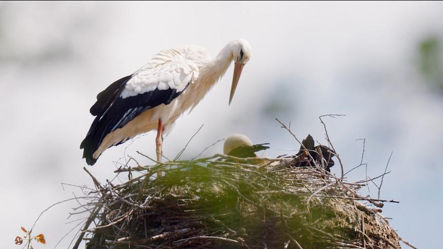 Zwei erwachsene Storche, einer an Nestrand stehend, der andere im Nest liegend, in einem Storchennest.
