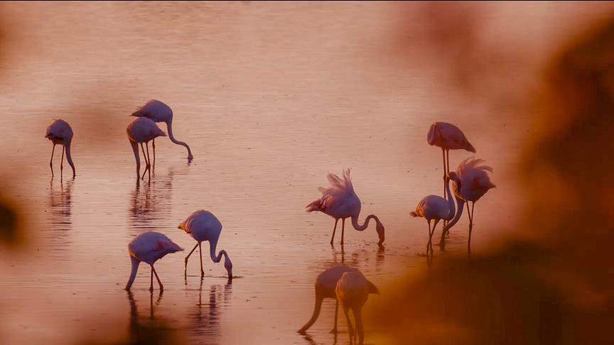 Mehrere Flamingos stehen in einem Gewässer, die meisten strecken den Kopf ins Wasser auf der Suche nach Nahrung.