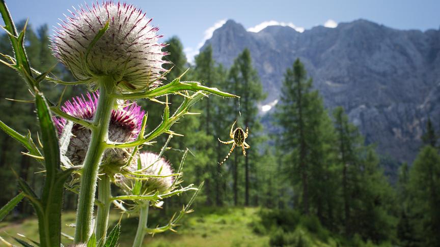 © Foto: ORF/Light & Shadow GmbH Im Bild: Die Berge Europas sind ein Hotspot der Artenvielfalt und sind oft die letzten unberührten Wildnisgebiete.