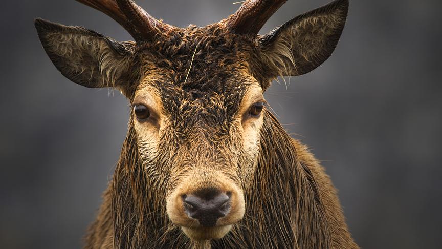 © Foto: ORF/Light & Shadow GmbH Im Bild: In den schottischen Highlands gibt es etwa 350.000 Rothirsche.