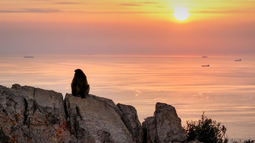 © Foto: ORF/Light & Shadow GmbH Im Bild: Mehr als 250 Berberaffen leben auf der nur wenige Quadratkilometer großen Halbinsel Gibraltar.