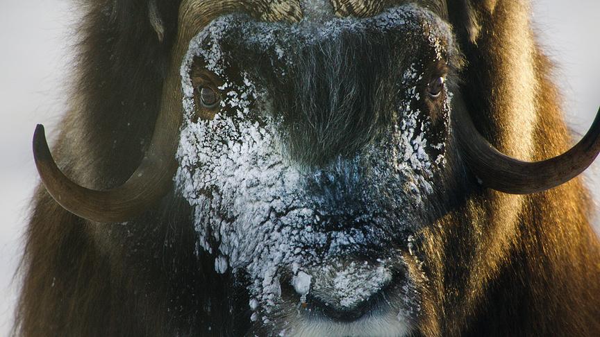 © Foto: ORF/Light & Shadow GmbH Im Bild: Moschusochsen leben in Norwegen und wirken wie Relikten aus längst vergangenen Zeiten.