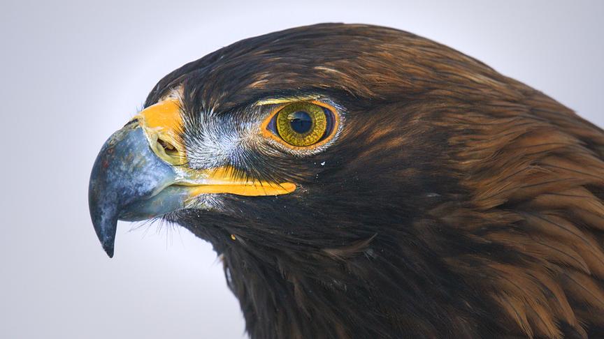 © Foto: ORF/Light & Shadow GmbH Im Bild: Steinadler kommen in Europa in den unterschiedlichsten Lebensräumen vor, doch am besten sind sie ans Hochgebirge angepasst.