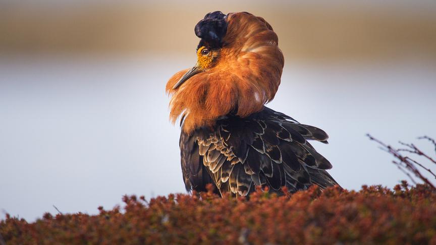 © Foto: ORF/Light & Shadow GmbH Im Bild: Kampfläufer gehören zu den ersten Frühlingsboten, die auf Norwegens Halbinsel Varanger auftauchen.