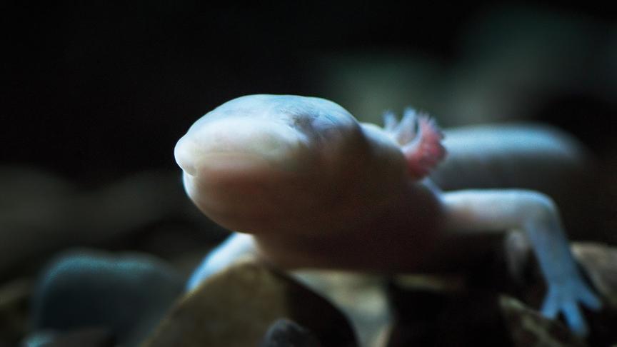 © Foto: ORF/Light & Shadow GmbH Im Bild: Mit ihrem langsamen Stoffwechsel können Grottenolme unglaubliche 12 Jahre ohne Nahrung ausharren.