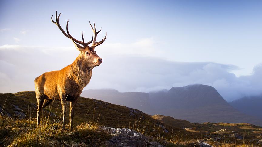 © Foto: ORF/Light & Shadow GmbH Im Bild: Der Herbst in den schottischen Highlands ist die Brunftzeit der Rothirsche.