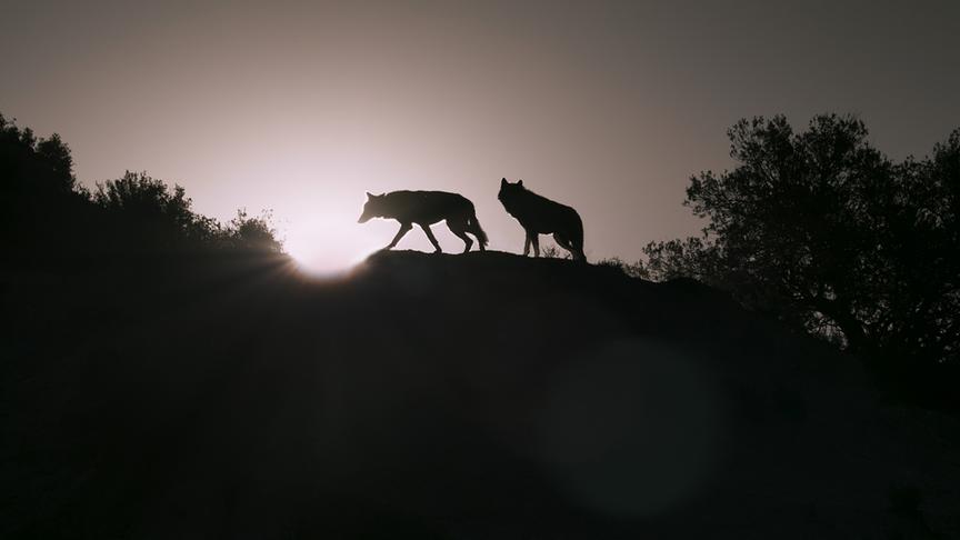 © Foto: ORF/Light & Shadow GmbH Im Bild: Lange war er in Europa nur noch als Märchentier in Erinnerung, nun tritt der heimliche Jäger wieder ans Licht – der iberische Wolf.