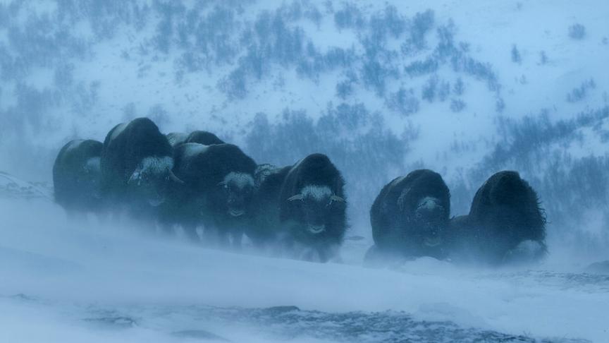 © Foto: ORF/Light & Shadow GmbH Im Bild: Wie die Mammuts zogen Moschusochsen einst durch ganz Europa, erst mit dem Rückzug der Gletscher verschwanden auch sie.