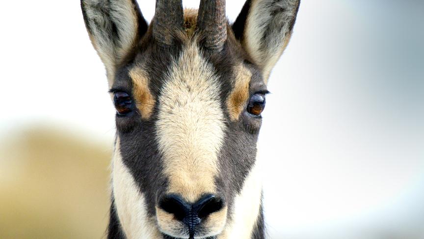 © Foto: ORF/Light & Shadow GmbH Im Bild: Gämsen können 50 km/h schnell laufen und in einem einzigen Sprung 6 Meter zurücklegen.