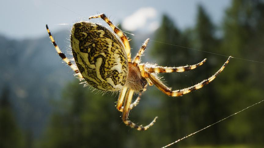 © Foto: ORF/Light & Shadow GmbH Im Bild: Die slowenischen Alpen sind mit fast 3.000 Pflanzenarten ein Hotspot der Artenvielfalt in Europa.