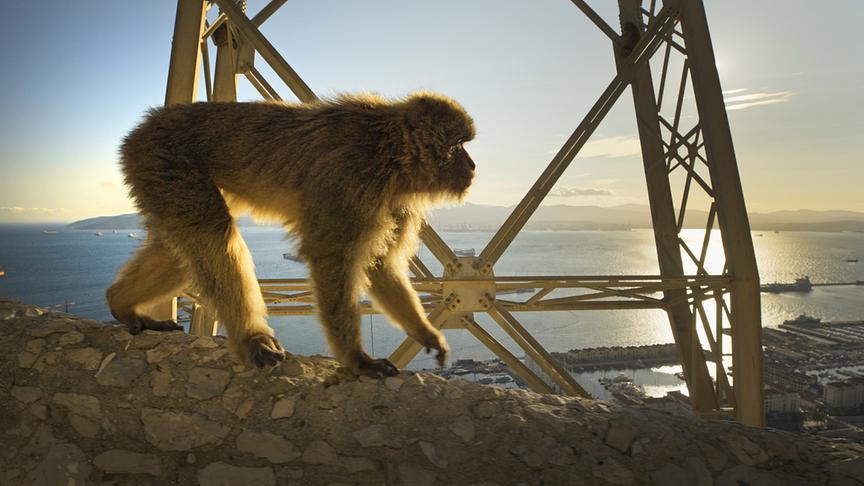 © Foto: ORF/Light & Shadow GmbH Im Bild: Sie haben sich in dem britischen Überseegebiet mit der Nähe zur Stadt und den Menschen bestens arrangiert.