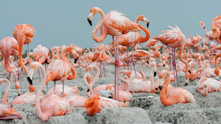 Flamingo-Kolonie mit stehenden und liegenden Vögeln auf einer Ebene mit Hügelformationen.
