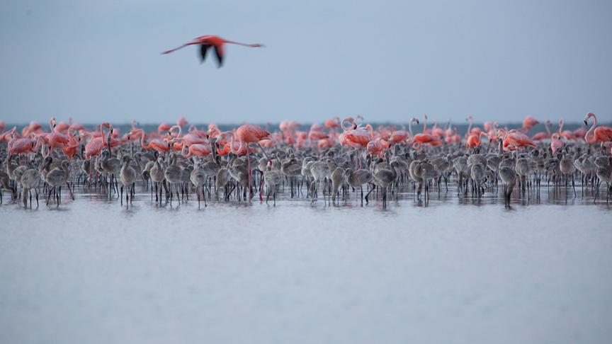 Flamingo-Kolonie mit erwachsenen rosa-roten Tieren und gräulichen Jungtieren im Gewässer stehend.