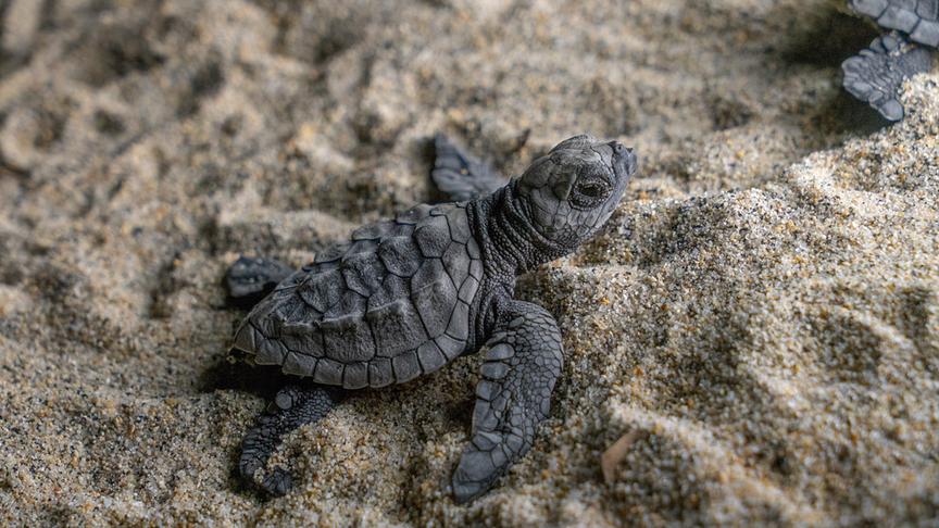 Baby-Schildkröte im Sand.