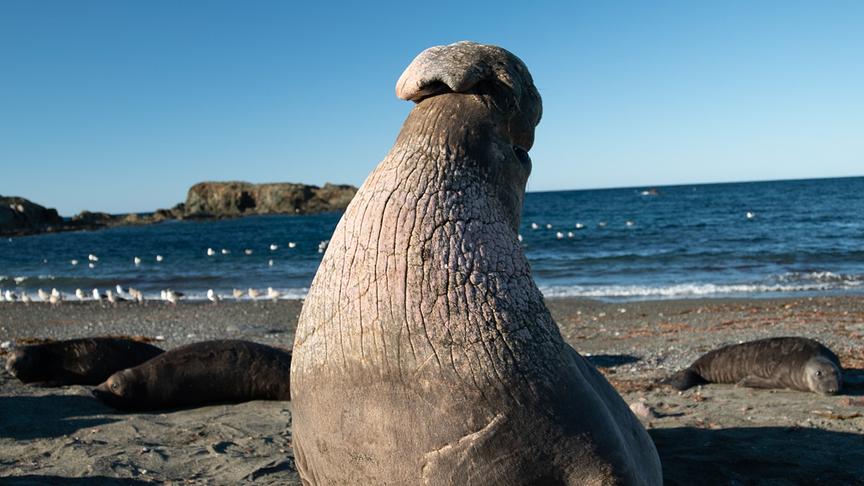 Seeelefant mit nach hinten gerecktem Kopf am Strand. Im Hintergrund weitere Seeelefanten, Vögel und Meer.