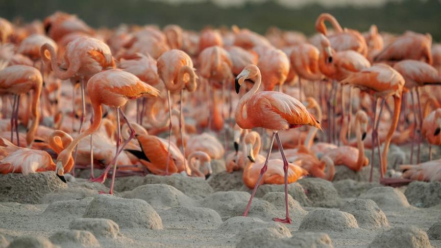 Flamingo-Kolonie auf einer Ebene mit hügeligen Formationen.