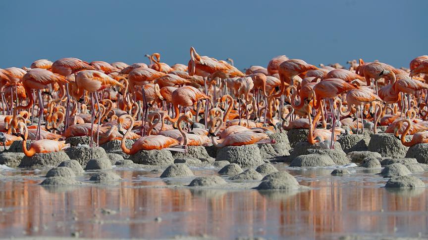 Flamingo-Kolonie mit stehenden und liegenden Vögeln auf einer Ebene mit hügeligen Formationen und Gewässer.