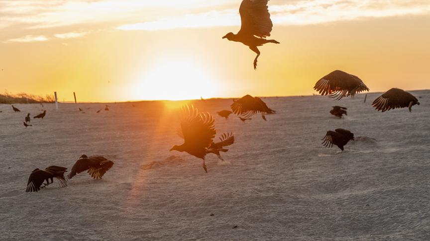 Mehrere Bussarde in Flug und kurz vor dem Abflug am Strand.