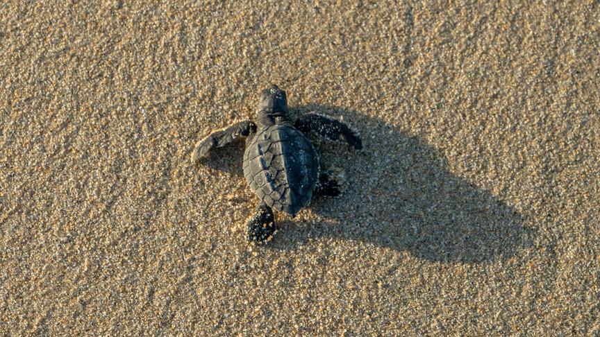 Baby-Schildkröte in Sand.