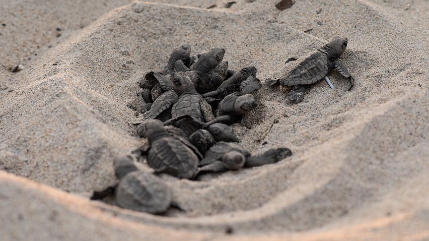 Mehrere Babyschildkröten auf einem Haufen im Sand.