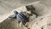 © Foto: ORF/Earth Touch/Oscura Productions Baby-Schildkröte im Sand erklimmt eine kleine Sanddüne und hinterlässt eine Sandspur.