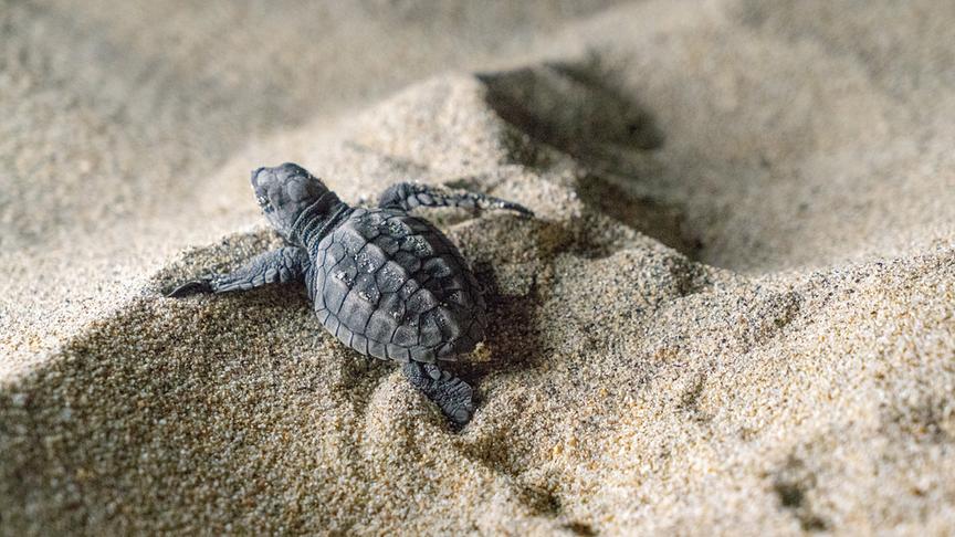 Baby-Schildkröte im Sand erklimmt eine kleine Sanddüne und hinterlässt eine Sandspur.