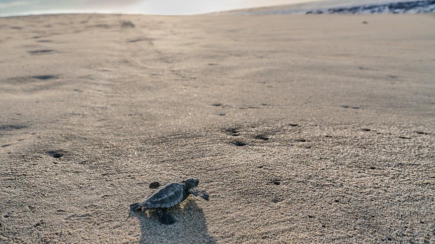 Baby-Schildkröte am Strand auf dem Weg zum Meer.