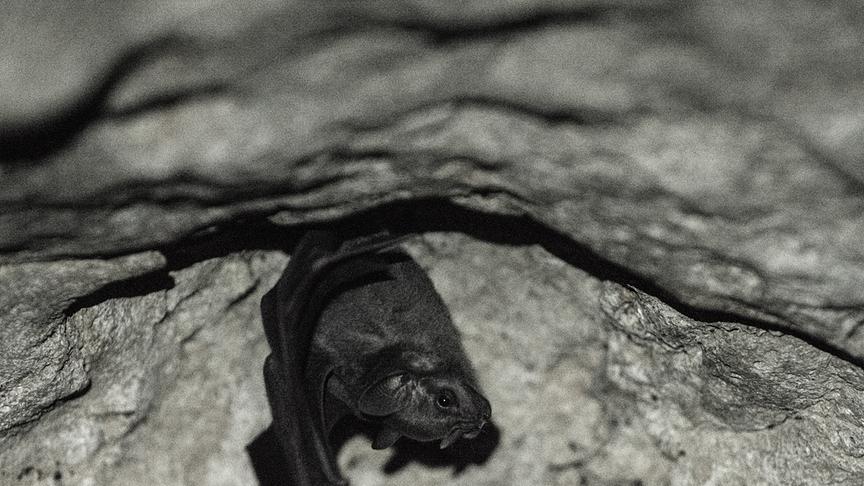 Überkopf von einem Felsen hängende, schwarze Fledermaus.