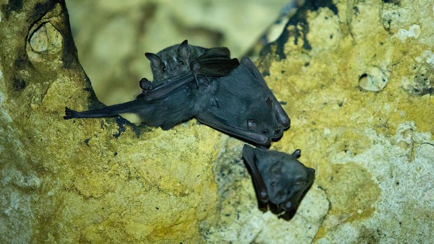Mehrere schwarze Fledermäuse auf einem Felsen.