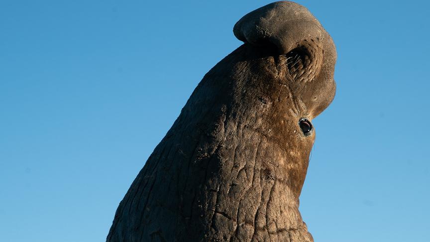 Seeelefant mit in den Nacken gestrecktem Kopf.
