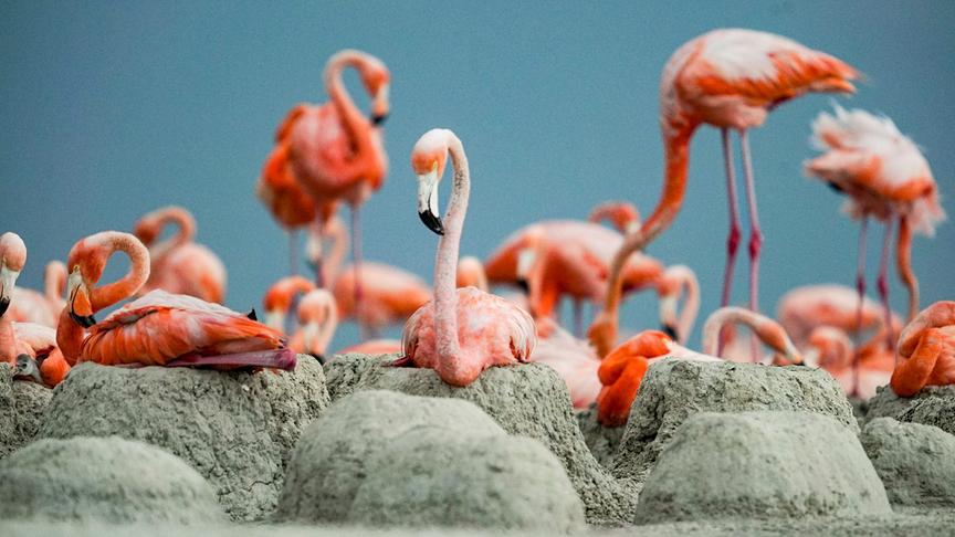 Eine Kolonie von rosa-rot farbenen Flamingos, auf einer hügeligen Ebene.