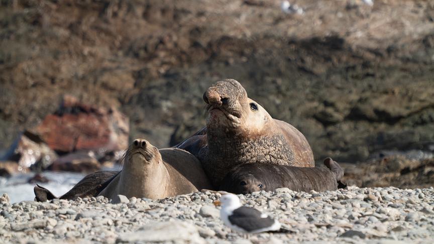 Zwei Seeelefanten am Kiesstrand bei der Paarung.