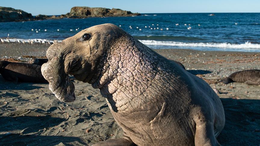 Seeelefant am Strand von der Seite fotografiert, sodass im Profil seine große, hängende Nase gut erkennbar ist.