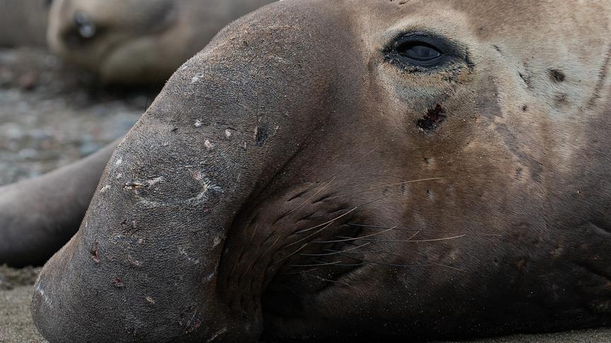 Nahaufnahme eines Seeelefant, der neben anderen Seeelefanten liegt.
